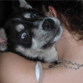 Hondenfoto van Kelly (L) Quila (L) Zaza