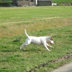 Hondenfoto van Hannah & Bink† en Beertje