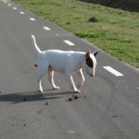 Hondenfoto van Hannah & Bink† en Beertje