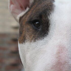 Hondenfoto van Hannah & Bink† en Beertje