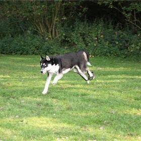 Hondenfoto van Kelly (L) Quila (L) Zaza