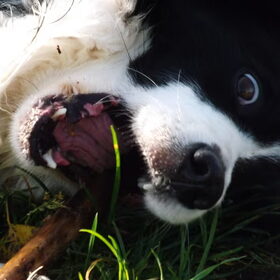 Hondenfoto van Puck & Fenrir 