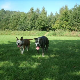Bayley & Hunter in 't park
