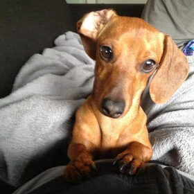 Hondenfoto van Daisy, Diva & Lady