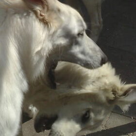 Hondenfoto van Hetty & Skipper