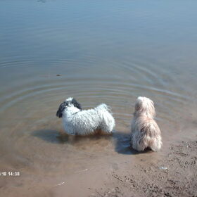 Hondenfoto van liesbeth,Turbo,Luna, Levi en Faith