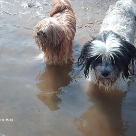 Hondenfoto van liesbeth,Turbo,Luna, Levi en Faith
