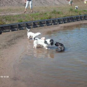 Hondenfoto van liesbeth,Turbo,Luna, Levi en Faith