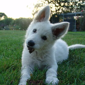 Fotomodel Alba