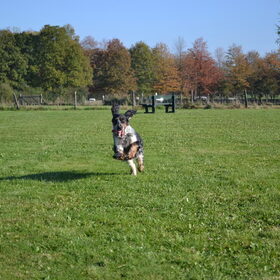 Hondenfoto van Sharon & Harley