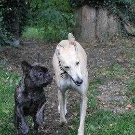 Ali en oppashondje Billy