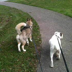 Saampies lopen