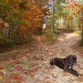 herfstwandeling met nelson