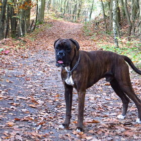 herfstwandeling met nelson