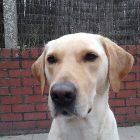 dit is men hond ze noemt mirza iloveyouxxxxx