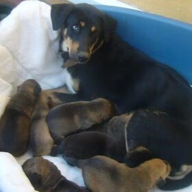 Gaya met pups.