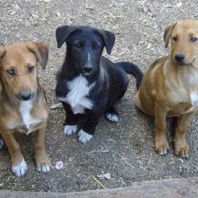 Mila br.Macho & zus Laska.
