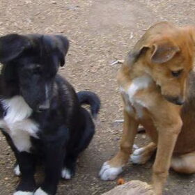 Macho en Mila(echt broer en zus;) (Broer Macho id helaas…