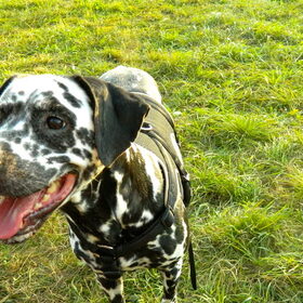 Hondenfoto van Yasmine, Perdie & Orga