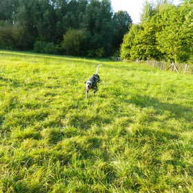 Hondenfoto van Yasmine, Perdie & Orga