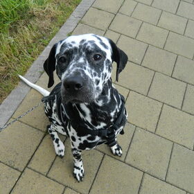 Hondenfoto van Yasmine, Perdie & Orga