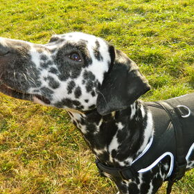 Hondenfoto van Yasmine, Perdie & Orga