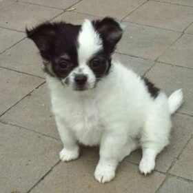 Lady 9 weken jong :)