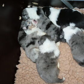 onze Sheltie pups