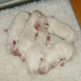 de maltezer pups