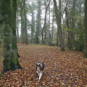 Shelly aan de wandel in het herfst park, 30 oktober 2012.