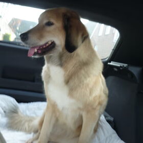 In de auto