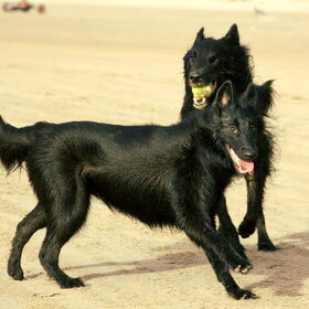 Monsters samen