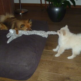 Hondenfoto van Ariane & Snowy
