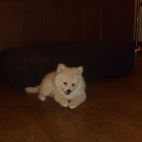 Hondenfoto van Ariane & Snowy