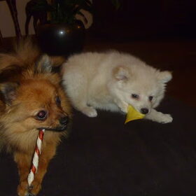 Lola en Snowy samen lekker knabbelen