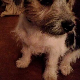 Love you Mopske