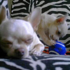 Pebbles de slaapkop! En Blossom als puppy!