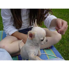 Pebbles als pup