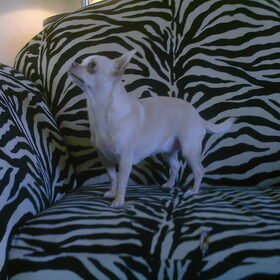 Pebbles