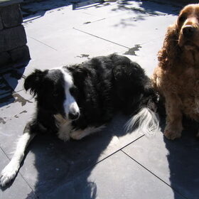 Hondenfoto van Ariane & Snowy