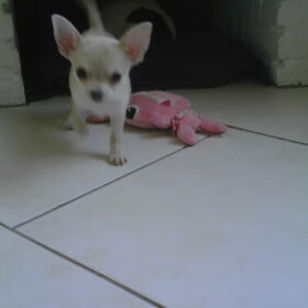 Blossom als pup