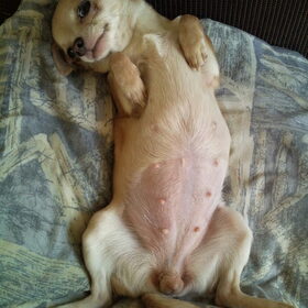 Blossom 39 dagen zwanger! Ligt ze niet charmant?:P