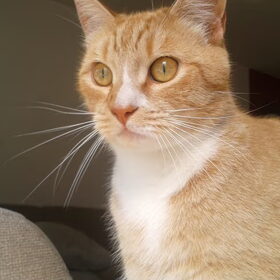 Tibbe
