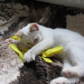 Hondenfoto van liesbeth,Turbo,Luna, Levi en Faith