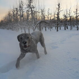 Cane Corso Dinos lekker in de sneeuw