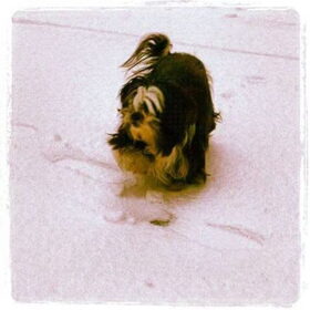 Dogs leave pawprints on your heart forever...