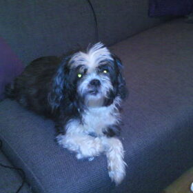 Hondenfoto van Janey *Purdy*