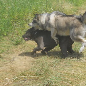 lekker dollen met vriendin Cane Corso Alaskan malamute