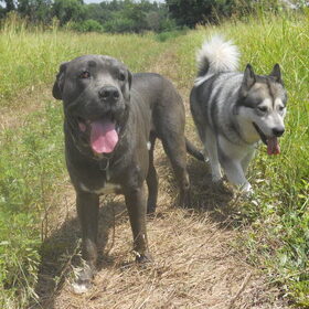 cane corso en alaskan malamute samen op pad