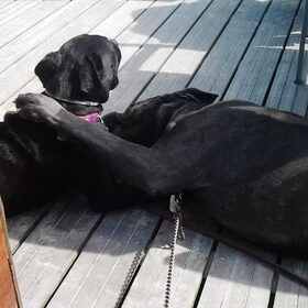cane corso in love